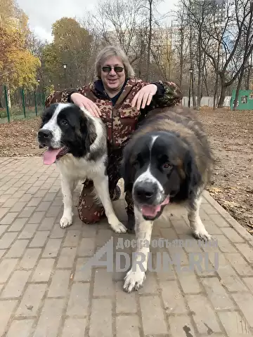 Кинолог: профессиональная дрессировка собак в Москвe, фото 7