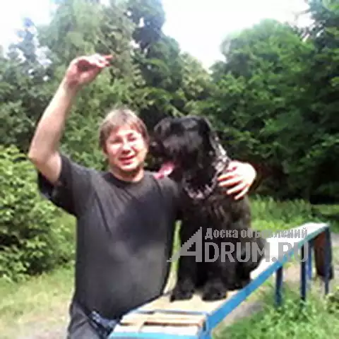 Кинолог: профессиональная дрессировка собак в Москвe, фото 2