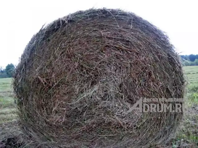 Хорошее сено в рулонах луговое пойменное в Чебоксары, фото 2