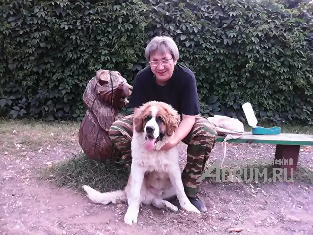 КИНОЛОГ: профессиональная дрессировка собак в Москвe