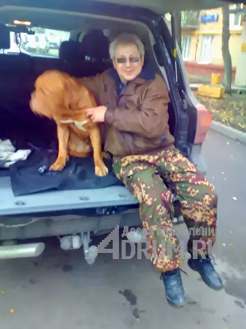 КИНОЛОГ: профессиональная дрессировка собак в Москвe, фото 7