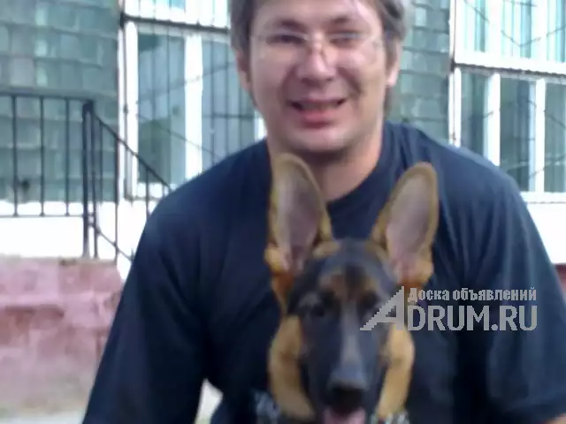 Кинолог: профессиональная дрессировка собак, Москва
