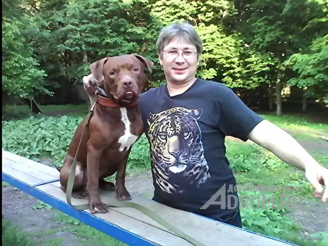 Кинолог: профессиональная дрессировка собак в Москвe, фото 4