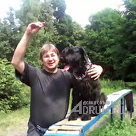 Кинолог: профессиональная дрессировка собак в Москвe, фото 2