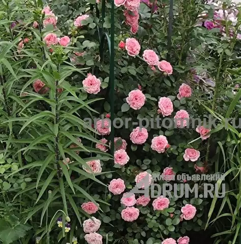 Саженцы роз из питомника с доставкой по Москве, розы в горшках в Раменском, фото 7