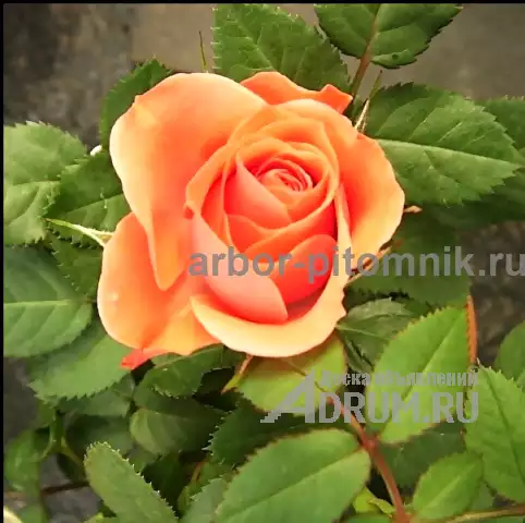 Саженцы роз из питомника с доставкой по Москве, розы в горшках в Раменском, фото 3