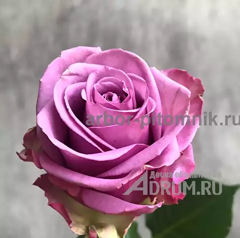 Саженцы роз из питомника с доставкой по Москве, розы в горшках в Раменском, фото 9