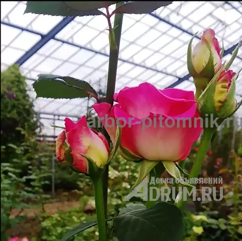 Саженцы роз из питомника с доставкой по Москве, розы в горшках в Раменском, фото 2