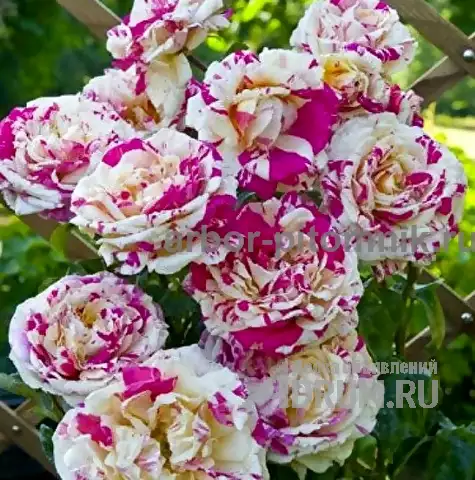 Саженцы роз из питомника с доставкой по Москве, розы в горшках в Раменском, фото 6