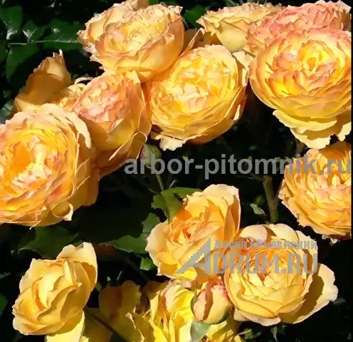 Саженцы роз из питомника с доставкой по Москве, розы в горшках в Раменском, фото 5