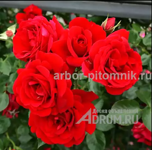 Саженцы роз из питомника с доставкой по Москве, розы в горшках в Раменском, фото 8