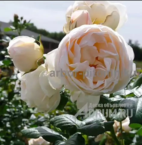 Саженцы роз из питомника с доставкой по Москве, розы в горшках в Раменском, фото 4