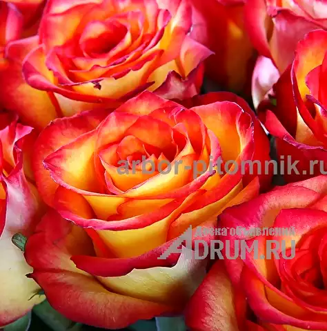 Саженцы роз из питомника с доставкой по Москве, розы в горшках в Раменском, фото 10