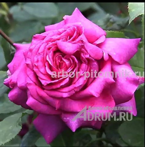 Саженцы роз из питомника с доставкой по Москве, розы в горшках в Раменском