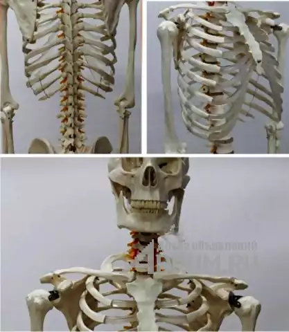 Анатомическая Модель скелета человека в натуральную величину в Москвe, фото 3