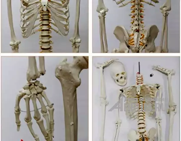 Анатомическая Модель скелета человека в натуральную величину в Москвe, фото 2
