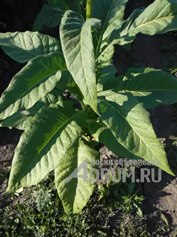 Cемена табака в Ишеевке, фото 15