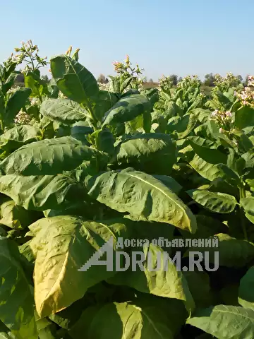 Cемена табака в Ишеевке