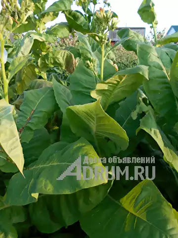 Cемена табака в Ишеевке, фото 5