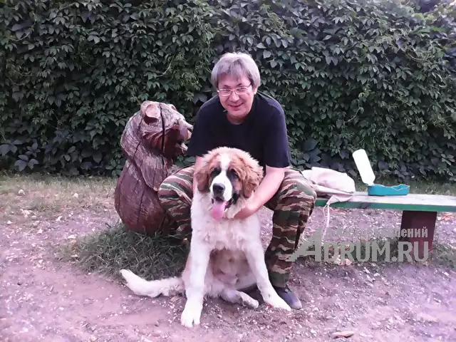 Кинолог: профессиональная дрессировка собак, в Москвe, категория "Уход за животными"
