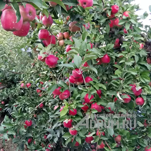 Разнорабочие на обрезку яблоневых садов, Новая Усмань