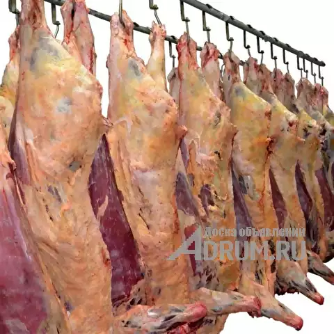 Мясо свинина, говядина, цыпленка бройлера собственного производства, Смоленск