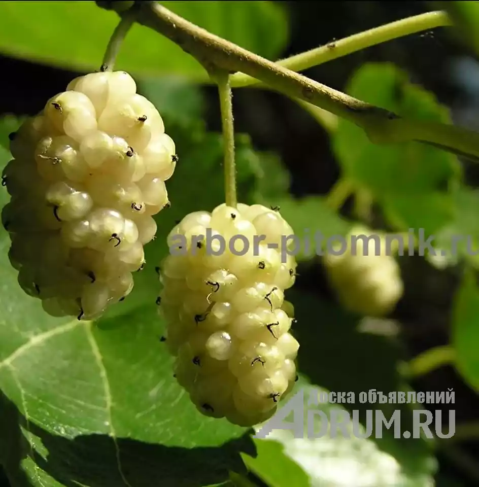 Плодовые деревья и плодовые крупномеры (большемеры) взрослые деревья из питомника в Москвe