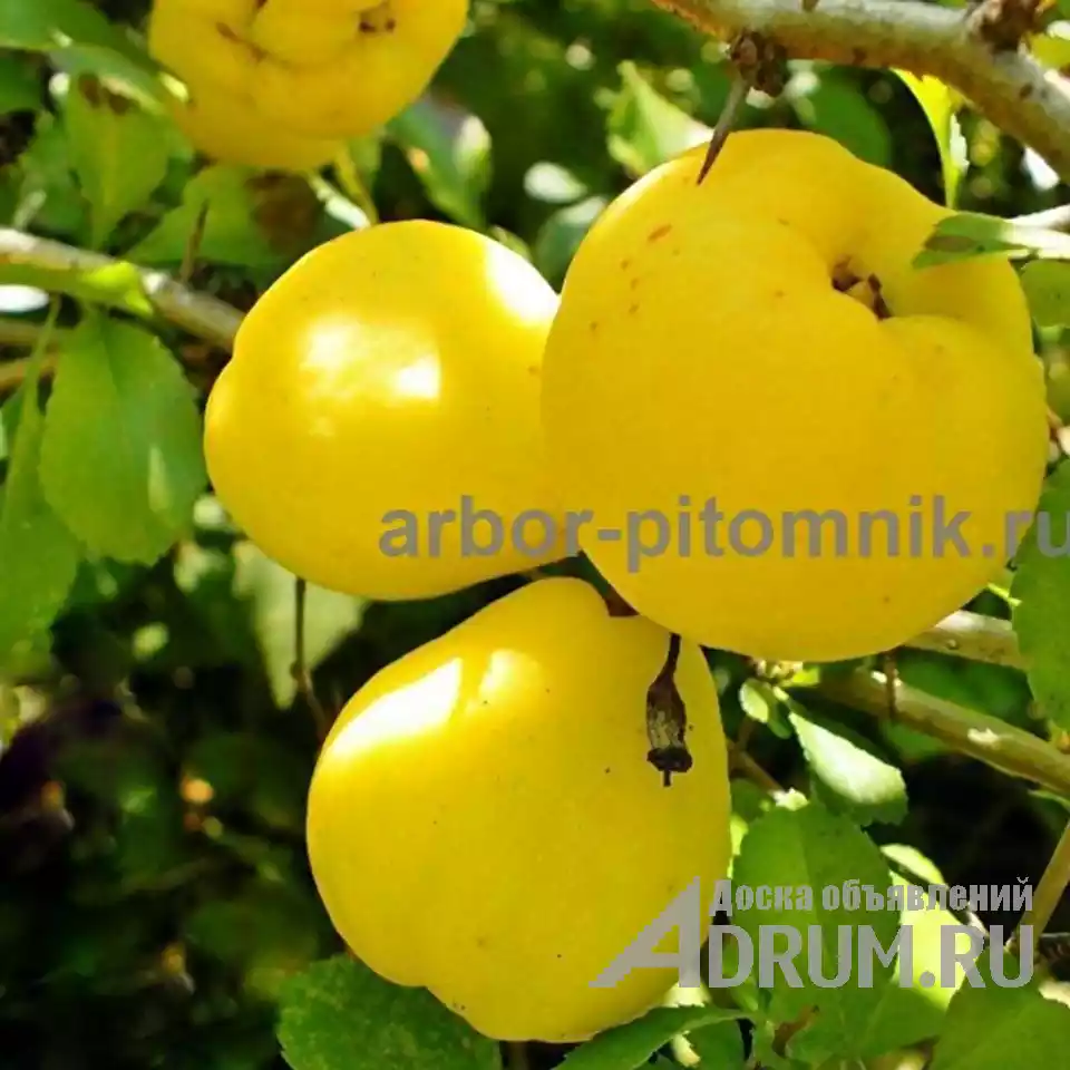 Плодовые деревья и плодовые крупномеры (большемеры) взрослые деревья из питомника в Москвe, фото 10