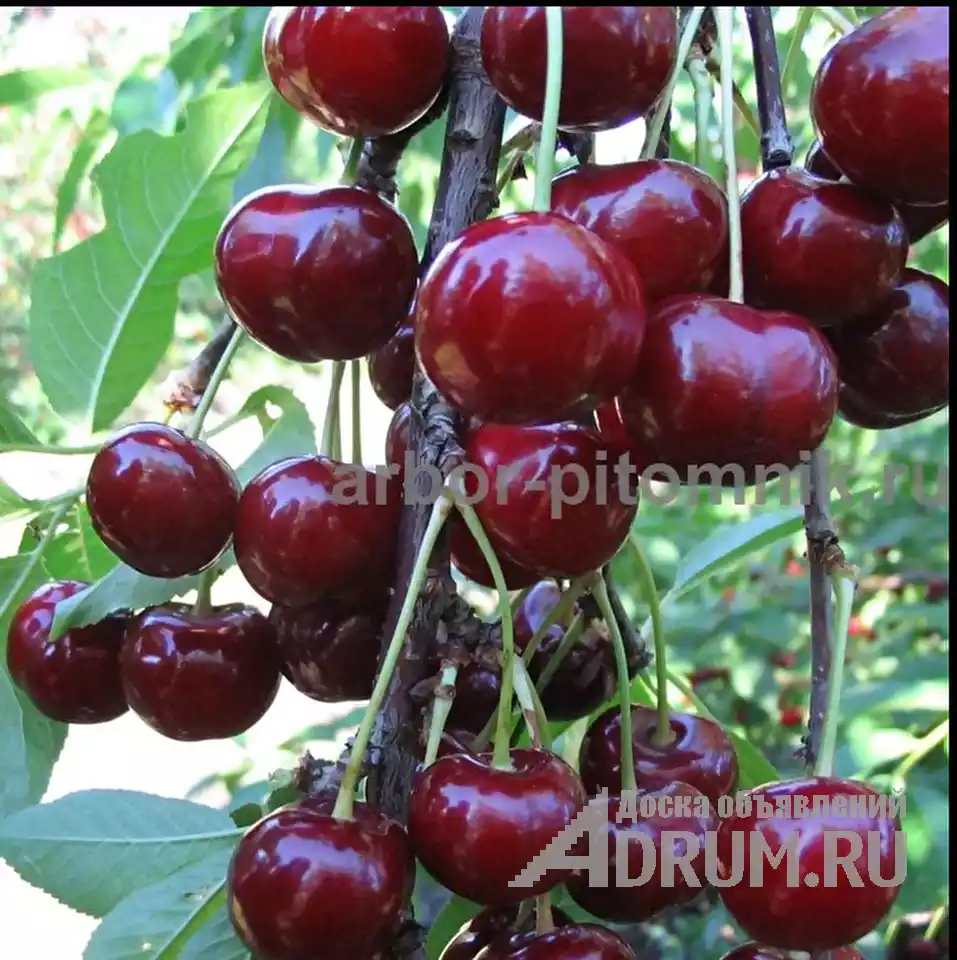Плодовые деревья и плодовые крупномеры (большемеры) взрослые деревья из питомника в Москвe, фото 8