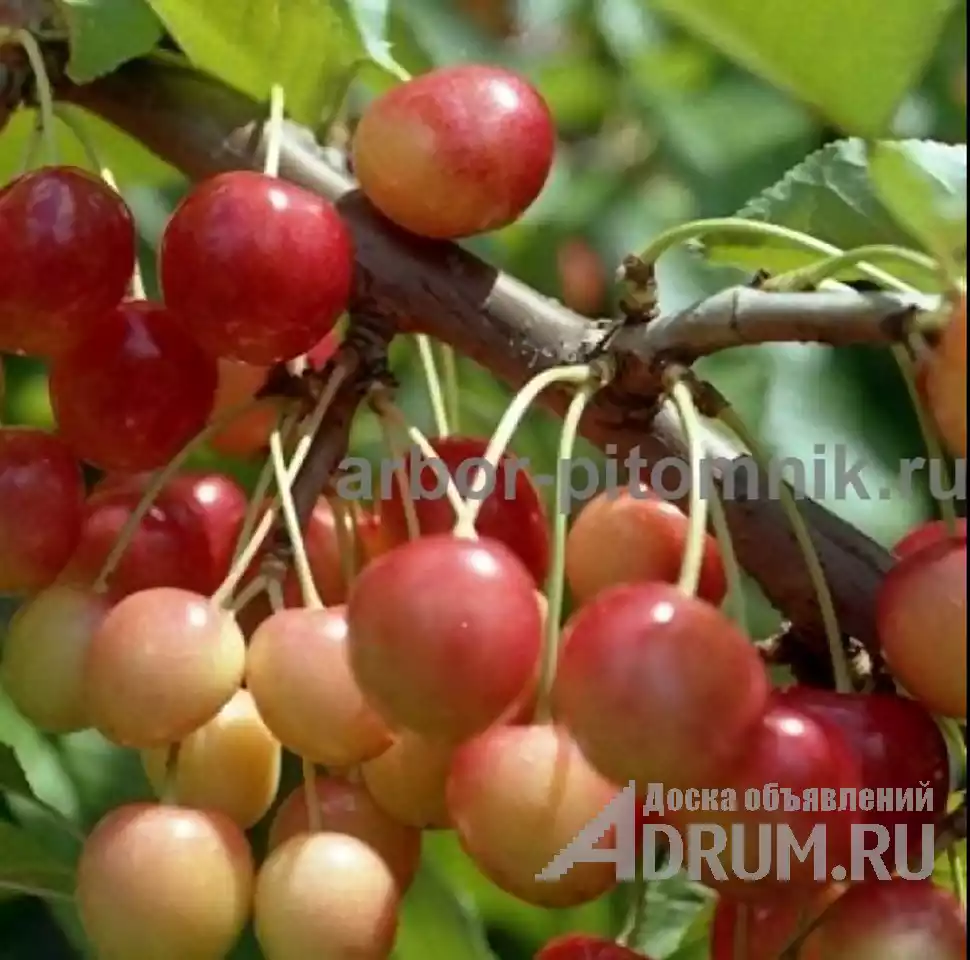 Плодовые деревья и плодовые крупномеры (большемеры) взрослые деревья из питомника в Москвe, фото 4