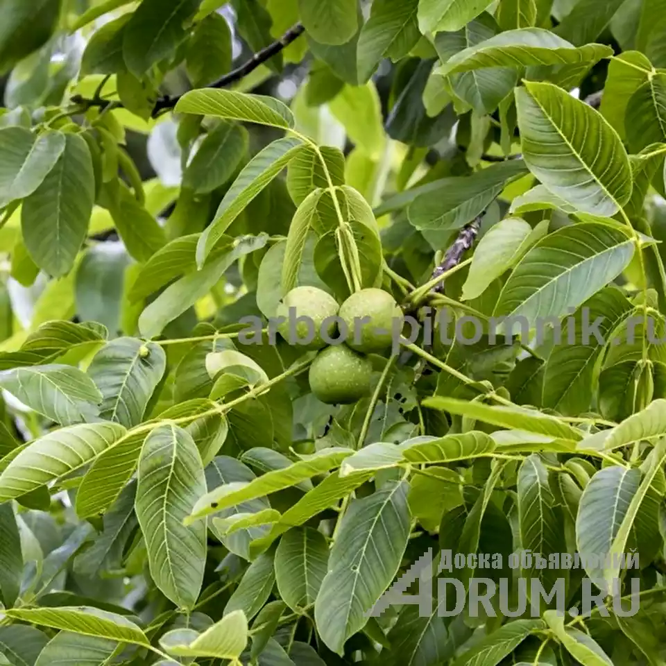 Плодовые деревья и плодовые крупномеры (большемеры) взрослые деревья из питомника в Москвe, фото 11