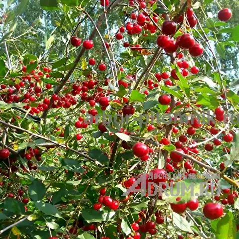 Плодовые деревья и плодовые крупномеры (большемеры) взрослые деревья из питомника в Москвe, фото 6