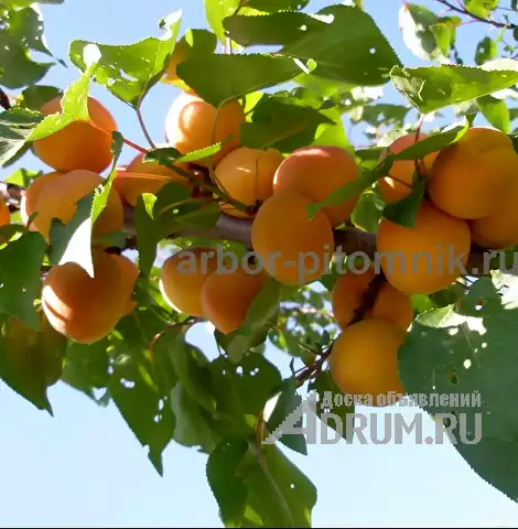 Плодовые деревья и плодовые крупномеры (большемеры) взрослые деревья из питомника в Москвe, фото 5