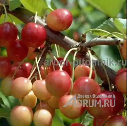 Плодовые деревья и плодовые крупномеры (большемеры) взрослые деревья из питомника в Москвe, фото 4