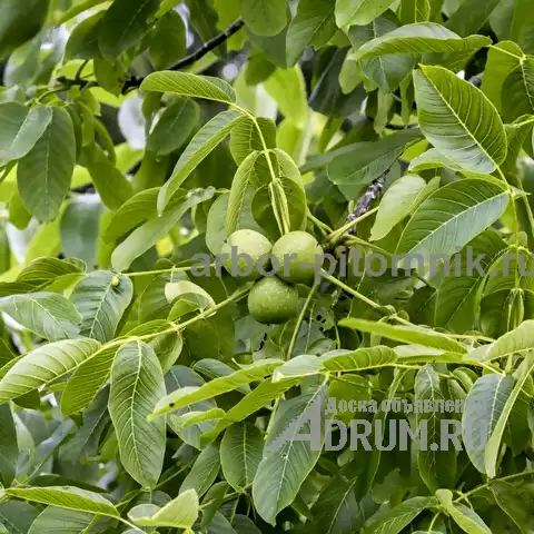 Плодовые деревья и плодовые крупномеры (большемеры) взрослые деревья из питомника в Москвe, фото 11
