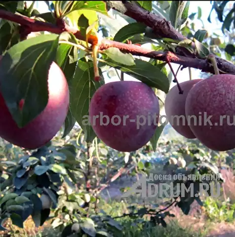 Плодовые деревья и плодовые крупномеры (большемеры) взрослые деревья из питомника в Москвe, фото 3