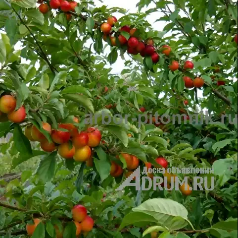 Плодовые деревья и плодовые крупномеры (большемеры) взрослые деревья из питомника в Москвe, фото 7