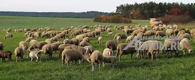 Овцы мясных пород живым весом. 140 руб/кг., Элиста