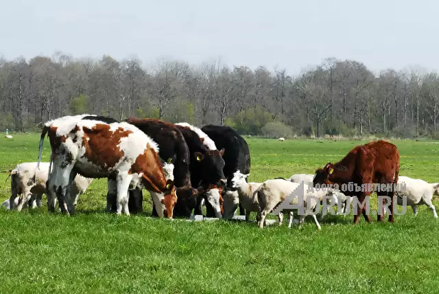 Коровы мясных пород живым весом на убой. 110 руб/кг., в Элисте, категория "С/х животные"
