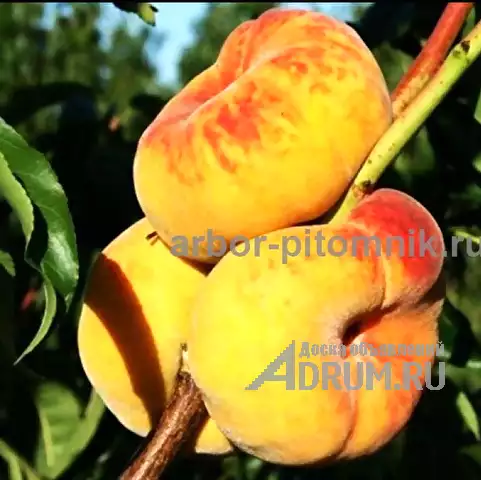 Саженцы персиков, персики в горшках из питомника и интернет магазина Арбор в Москвe, фото 5