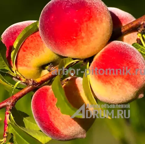 Саженцы персиков, персики в горшках из питомника и интернет магазина Арбор в Москвe, фото 3