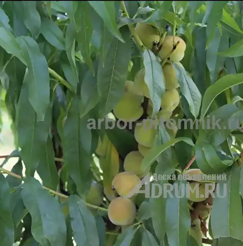 Саженцы персиков, персики в горшках из питомника и интернет магазина Арбор в Москвe, фото 6