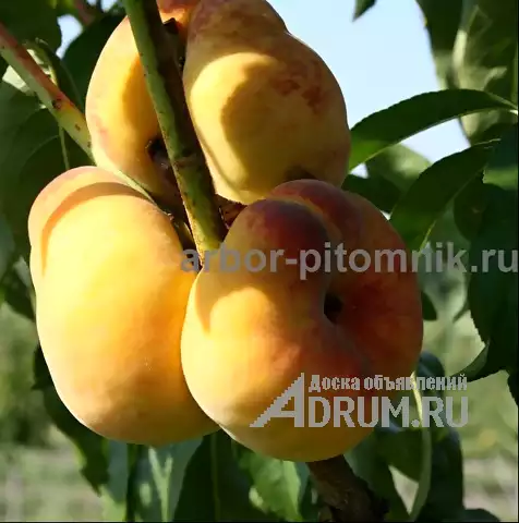 Саженцы персиков, персики в горшках из питомника и интернет магазина Арбор в Москвe, фото 2