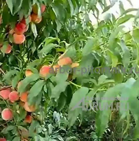 Саженцы персиков, персики в горшках из питомника и интернет магазина Арбор в Москвe, фото 7