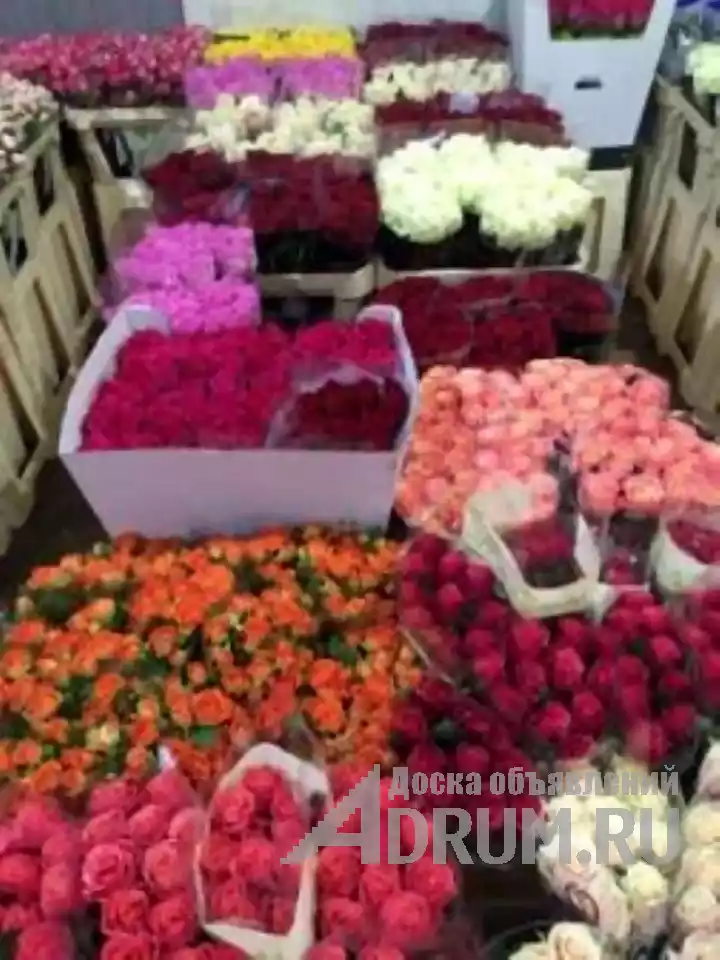 Цветочный склад, опт-розница, низкие цены Буденновск в Будённовске, фото 2