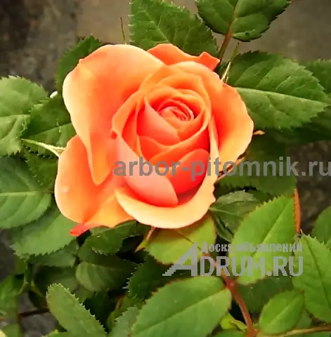 Саженцы кустовых роз из питомника, каталог роз в большом ассортименте в питомнике Арбор в Москвe, фото 3