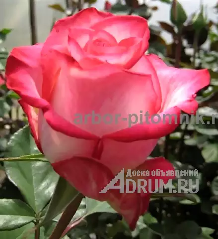 Саженцы кустовых роз из питомника, каталог роз в большом ассортименте в питомнике Арбор в Москвe, фото 7