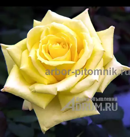 Саженцы кустовых роз из питомника, каталог роз в большом ассортименте в питомнике Арбор в Москвe, фото 8