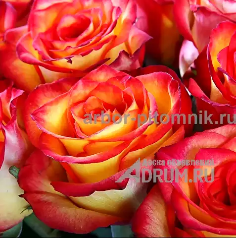 Саженцы кустовых роз из питомника, каталог роз в большом ассортименте в питомнике Арбор в Москвe, фото 6