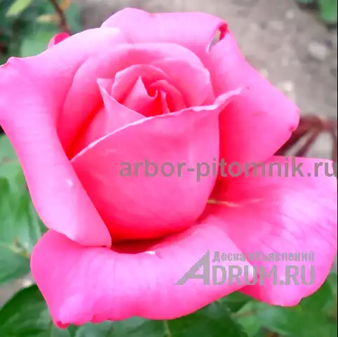 Саженцы кустовых роз из питомника, каталог роз в большом ассортименте в питомнике Арбор в Москвe, фото 4